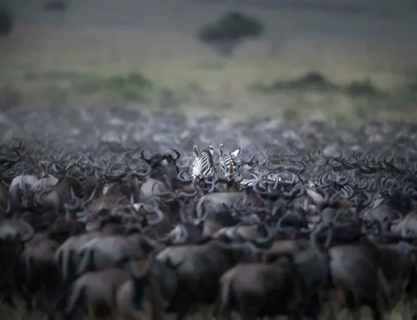 Great-Migration-Photo-Safari_DSC1480