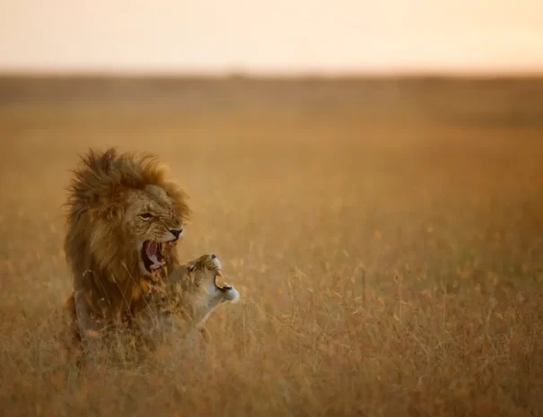 Mara Game reserve