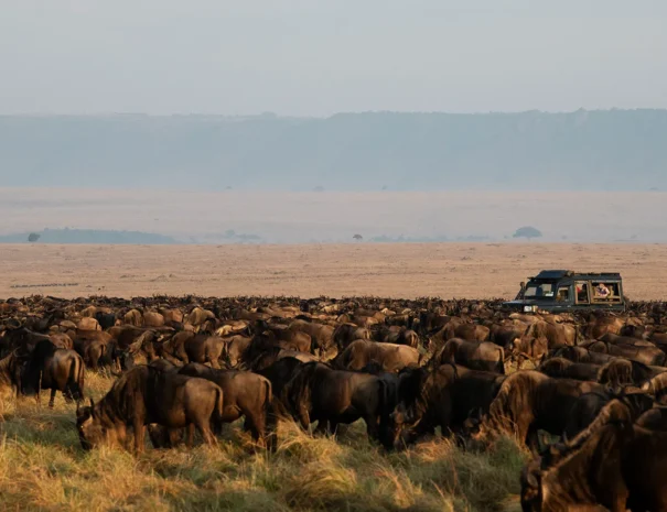 Migration-Safari- Masai Mara